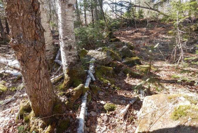 Trees on the left of the image grow out of a pile of moss covered rocks of different shapes and sizes.