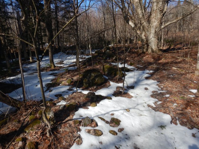 Photo of low linear line of small boulders trending through a forest from the bottom of the photo to the top. Patches of snow cover much of the ground with some open patches of dry leaves