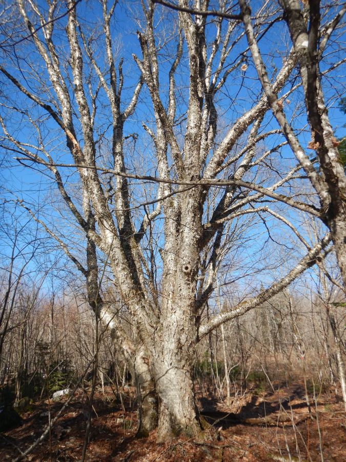 Silhouette of large yellow birch tree. The branches spread wide across the forest canopy and the tree is multi-trunked.