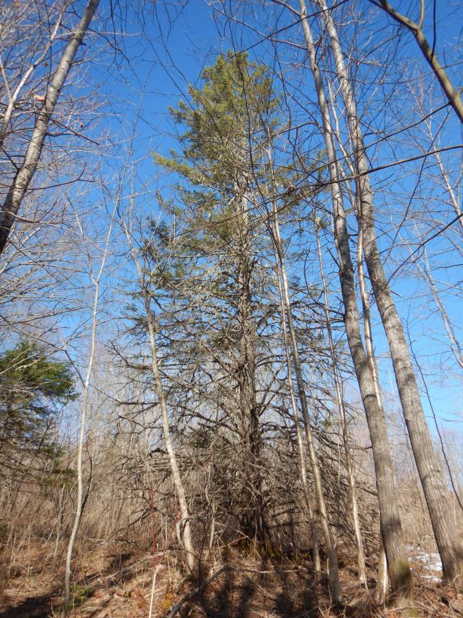 Silhouette of spruce tree. Many branches are present on the trunk from the ground to the top of the tree.