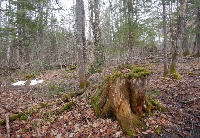 Moss covered stump is surrounded by live trees.