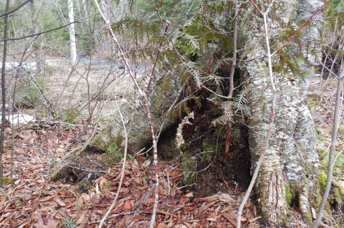 Stilted roots grow into the ground around a dark colored rotting stump.
