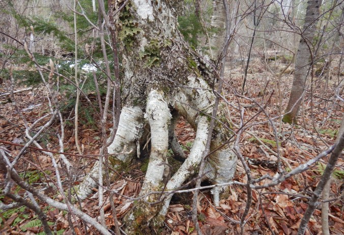 Stilted roots are perched above the soil surface. An open cavity is visible under within the roots and below the trunk.