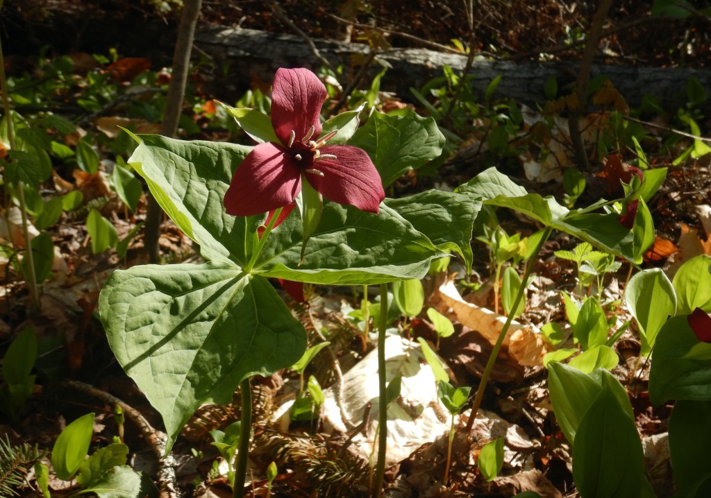 photo of wildflower. Single flower with three magenta colored petals faces the camera. Three equal sized leaves grow beneath the flower.