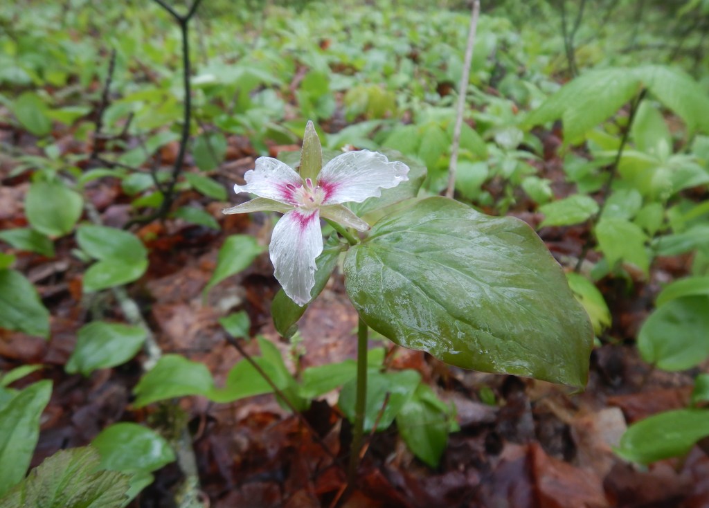 photo of wildflower. Single flower with three white colored petals faces the camera. The petals are red near the center of the flower. Three equal sized leaves grow beneath the flower.